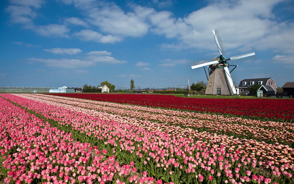 C57P40 The Netherlands, Lisse, Tulip flowers. Windmill.